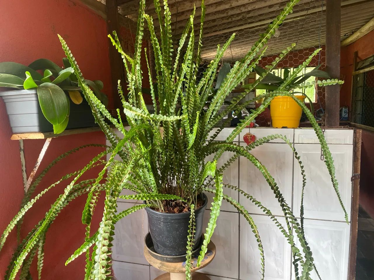 Samambaia Confete de metro