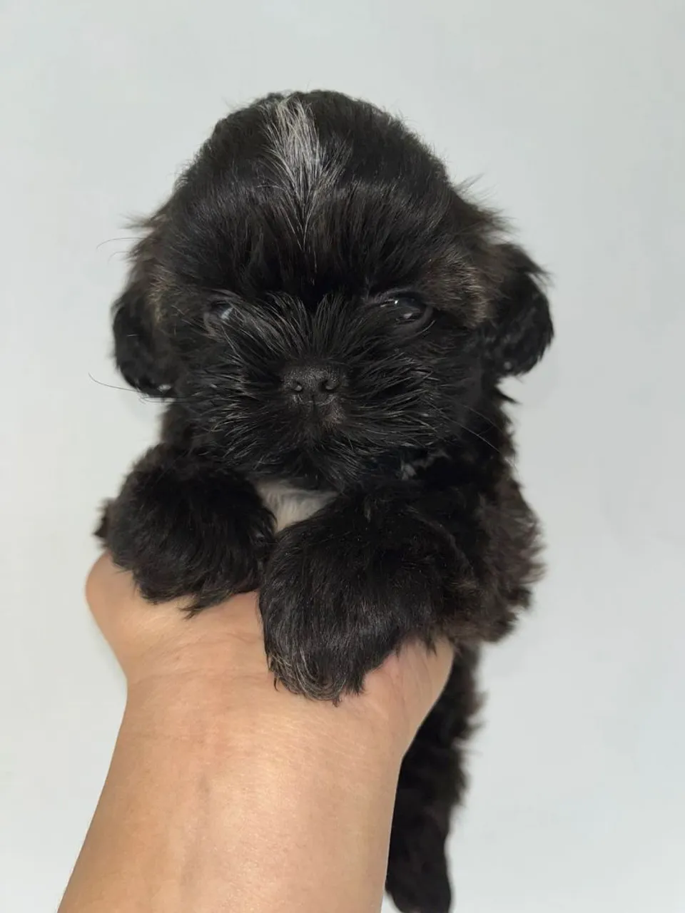 Filhote Shih Tzu Macho - Pelúcia!