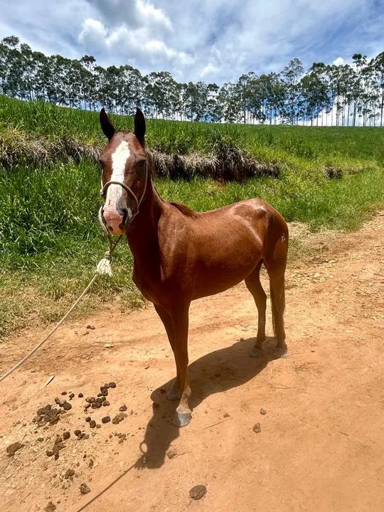 Égua domada  - Foto 4