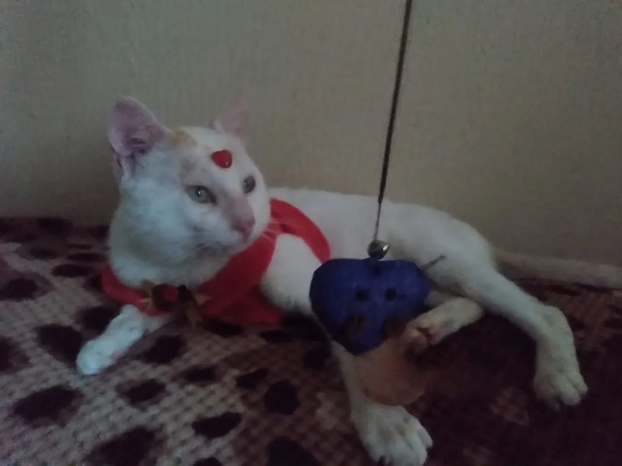 Gatinho Filhotão pra Adoção  - Foto 6