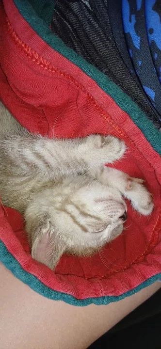 Doação de gatinho - Foto 5