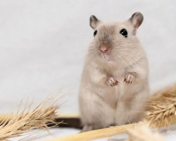 Ésquilo da Mongólia ( Gerbil)