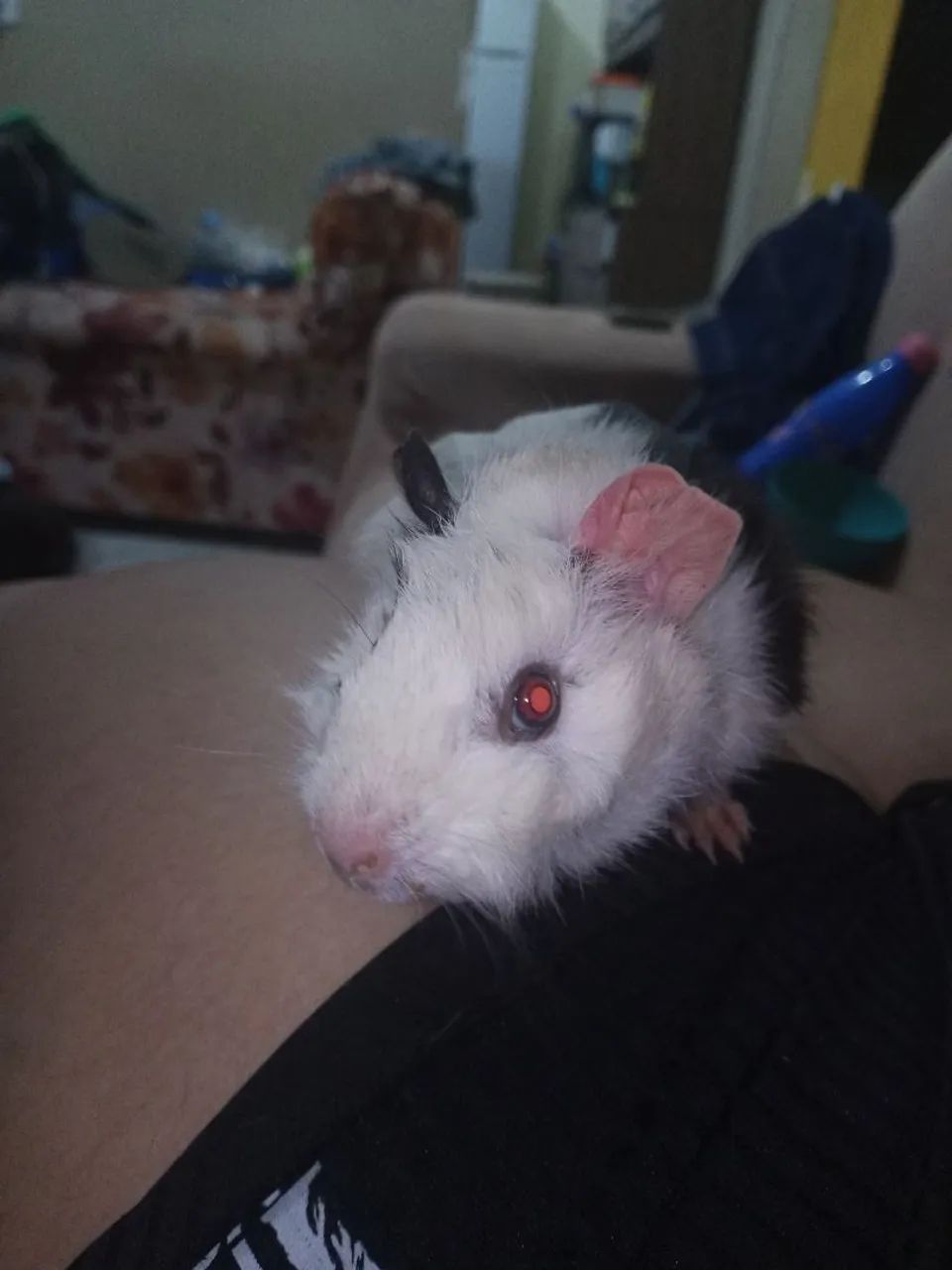 Porquinho da Índia (fêmea) - Foto 4