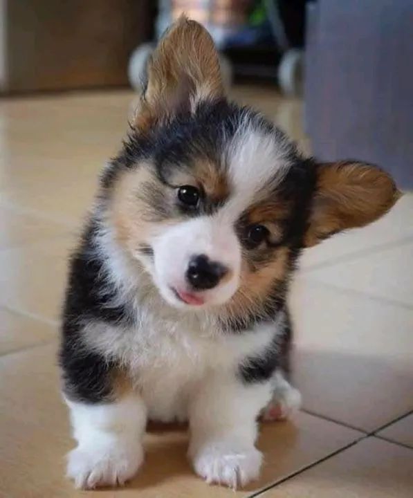 Corgi Filhotes Lindos na Cor Tricolor - Foto 3