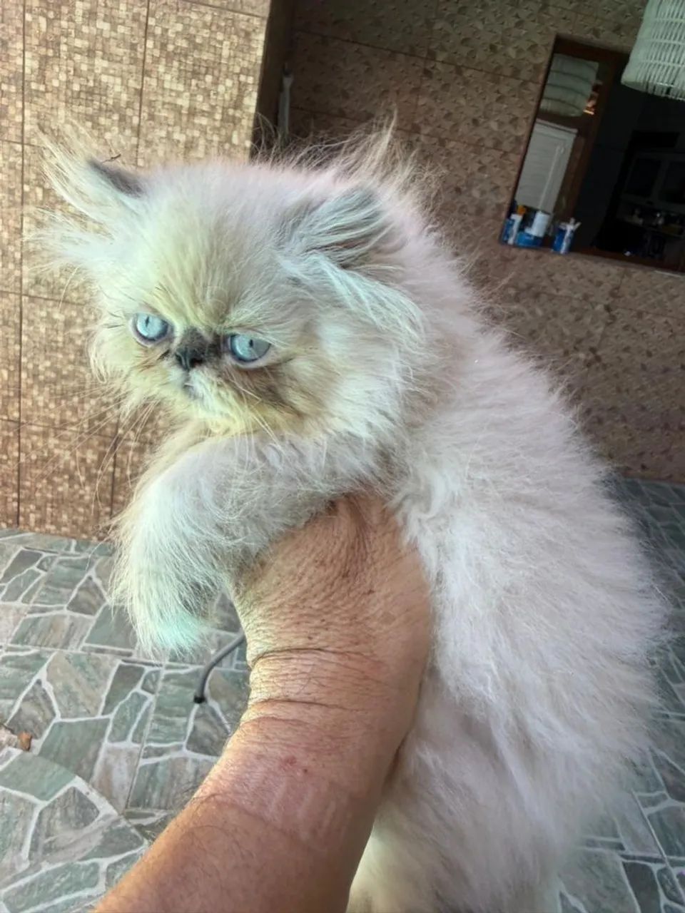 Filhote persa fêmea  - Foto 3