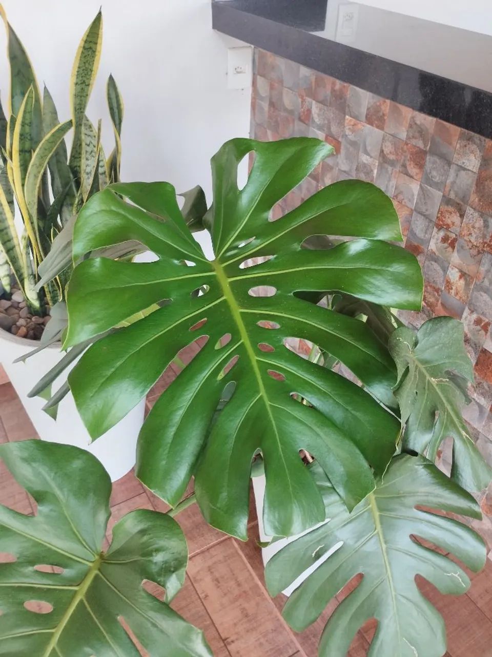 COSTELA DE ADÃO  - Foto 3