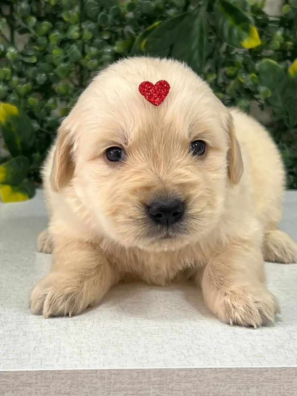 Filhote Golden Retriever com Coração