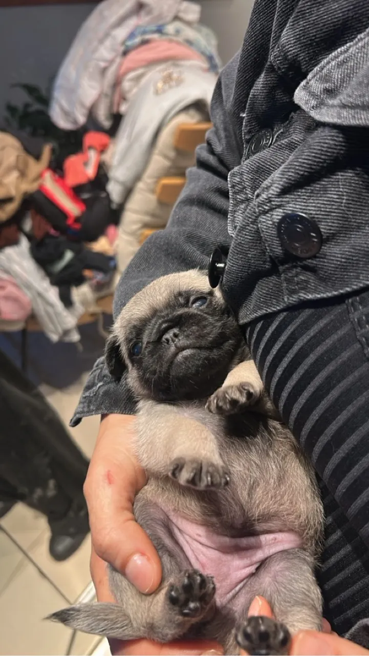 Filhotes de Pug Disponíveis - Lindos e Saudáveis!