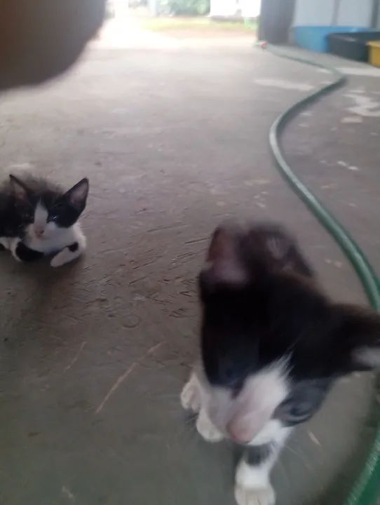 Doa-se gatinhos 2 meses - Foto 4