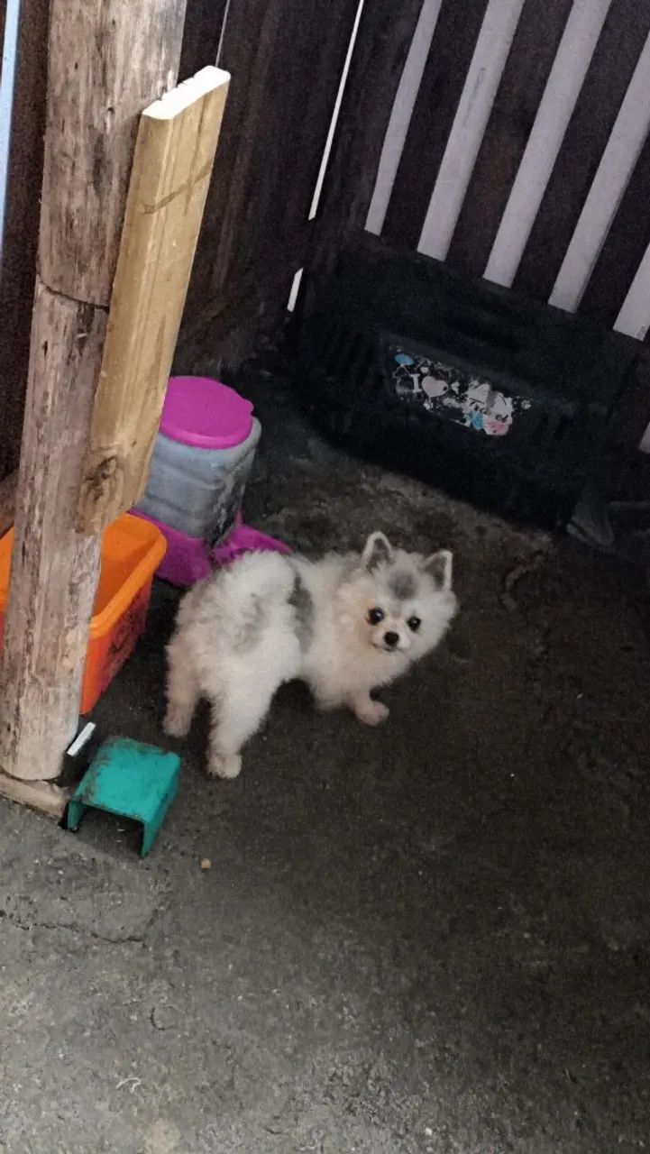 Spitz anão  - Foto 2