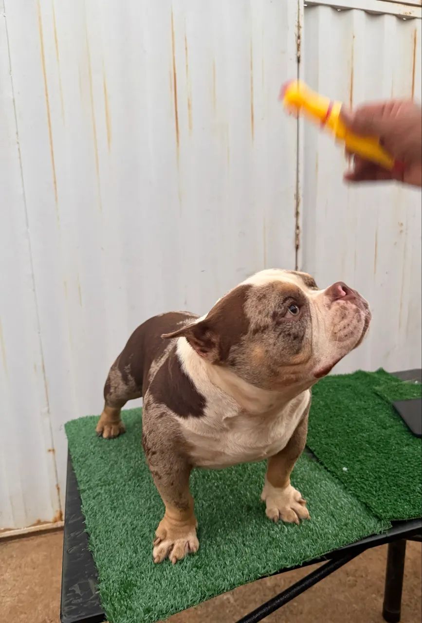American Bully para cruza/cobertura - Foto 3