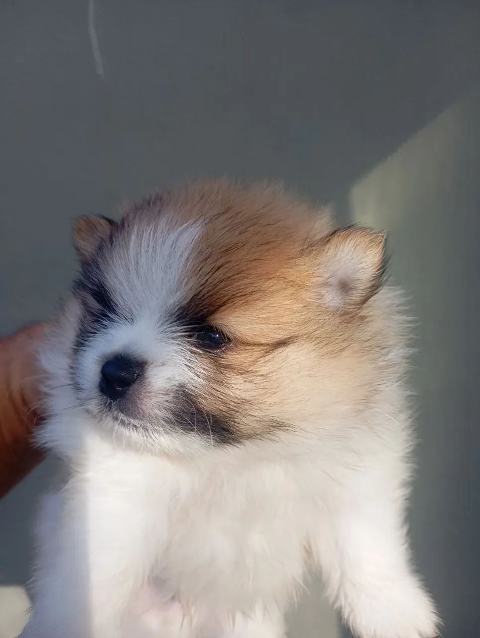 Spitz macho - Foto 4