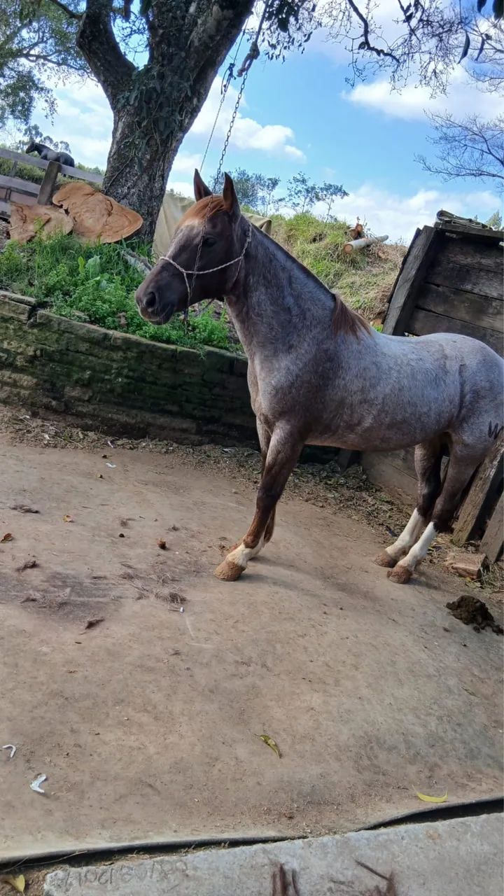 Égua para a família toda, Craque! - Foto 2