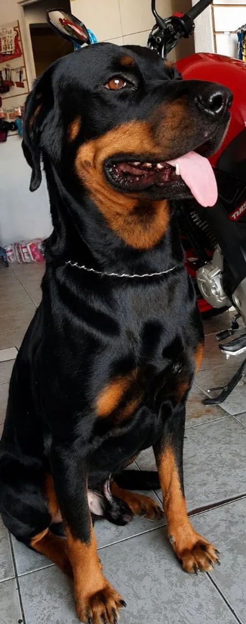 Rottweiler  - Foto 2