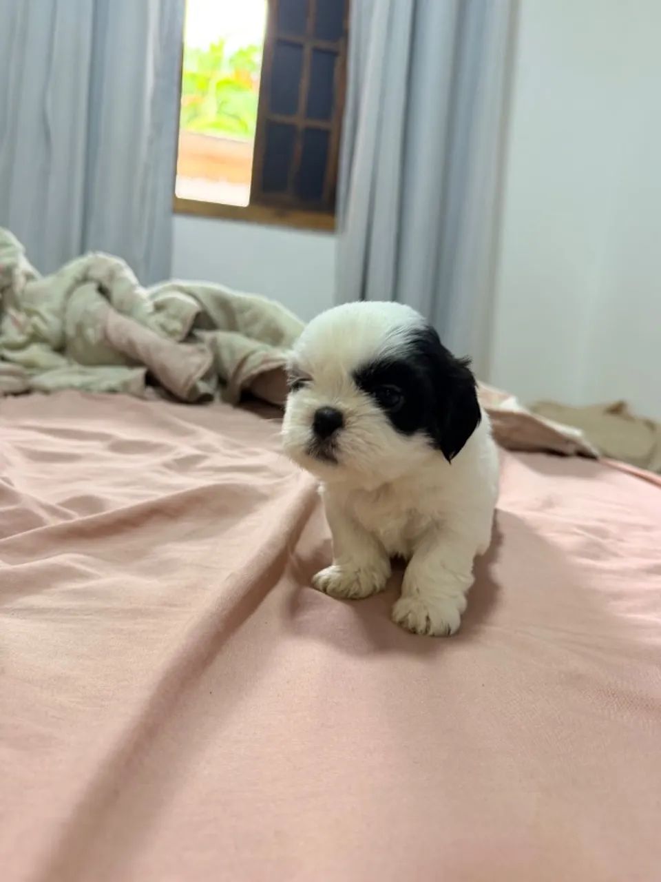 Shitzu  - Foto 3