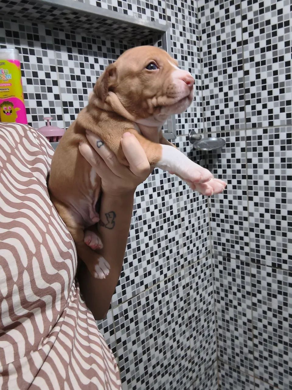 Venda de pitbull - Foto 5