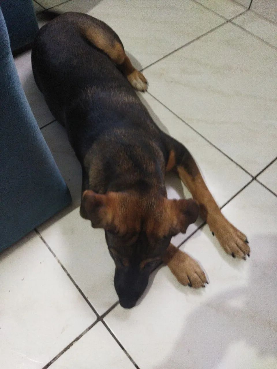 Cachorra fêmea 