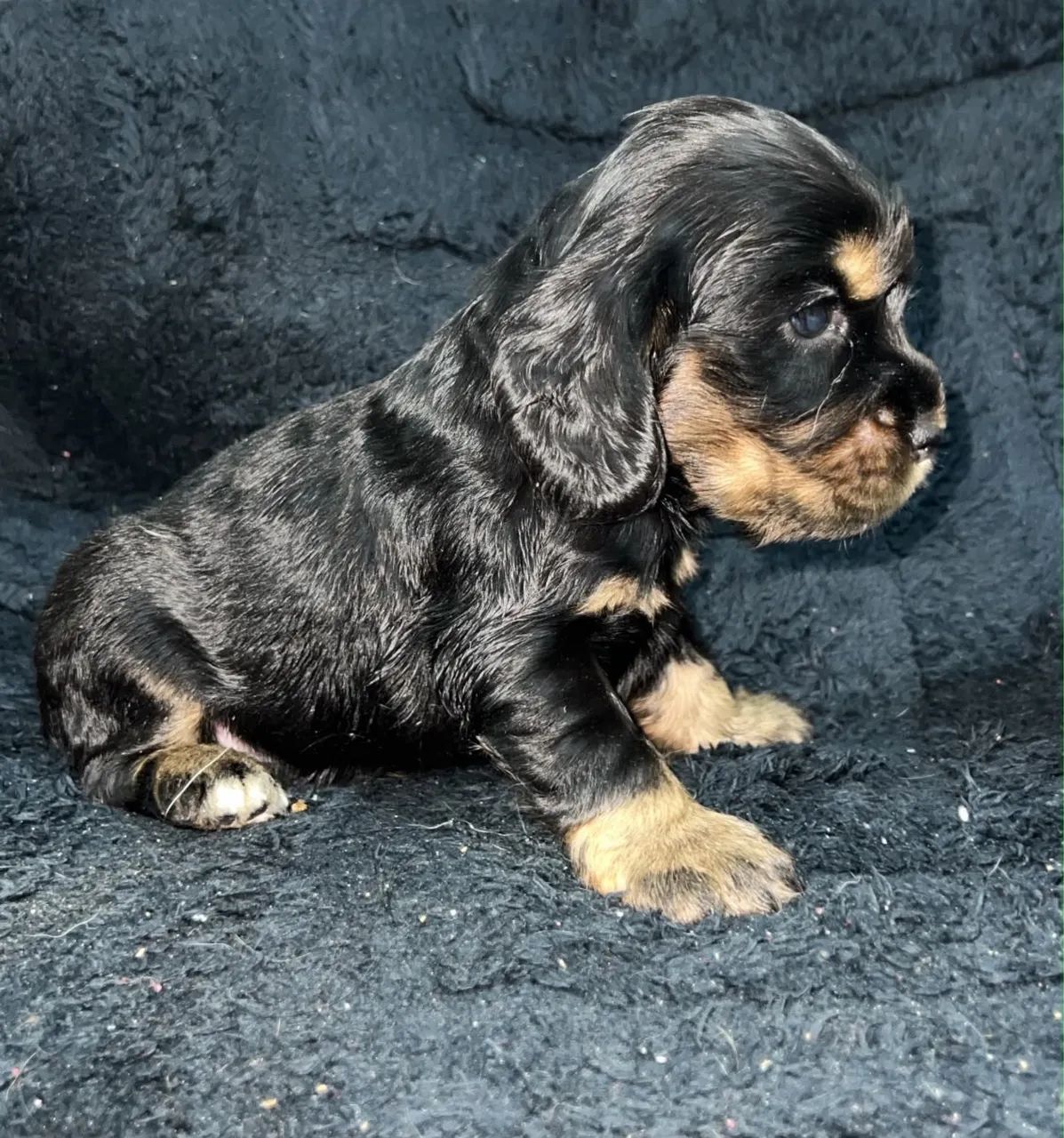 Filhotes machos de Cocker Spaniel  - Foto 5
