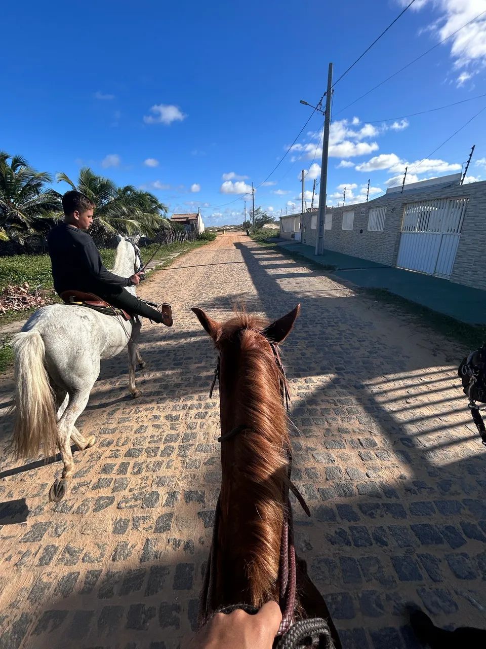 Cavalo - Foto 2