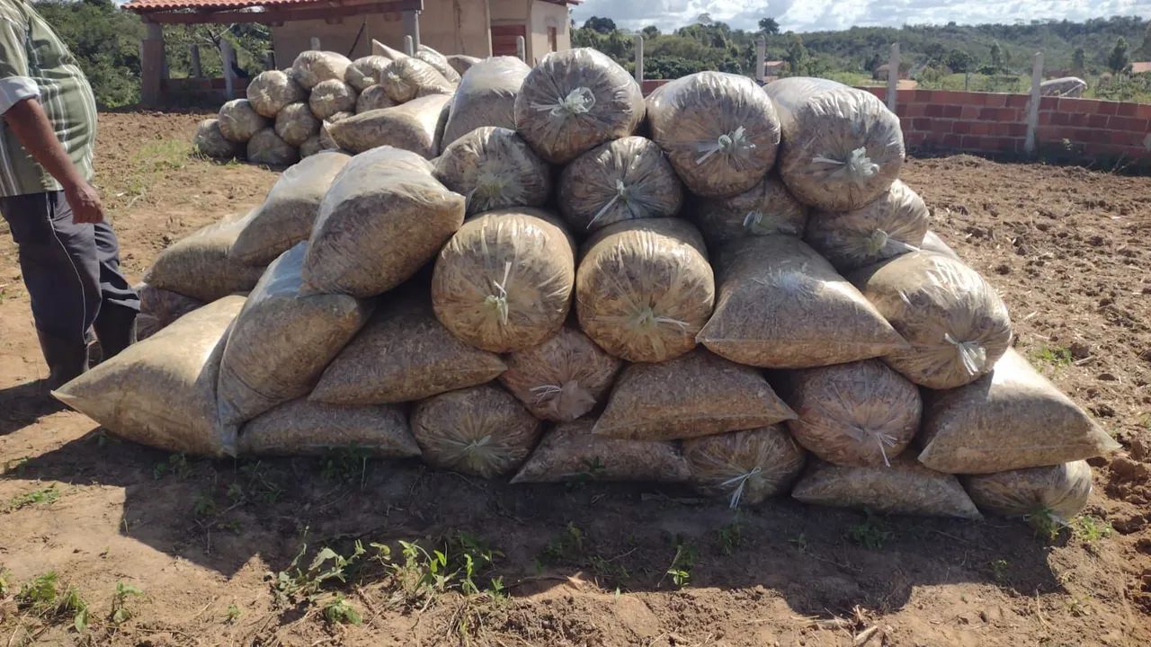 Silagens de milho ? - Foto 3