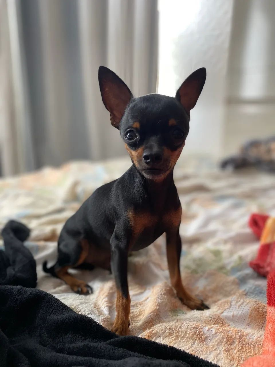 Pincher 0 - Foto 4