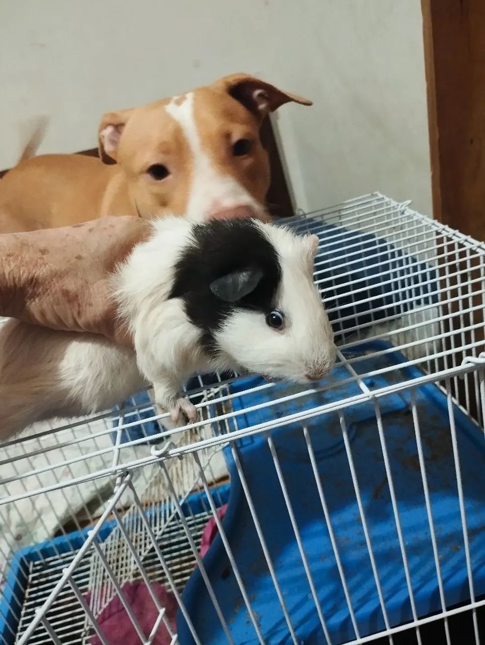 Vendo hamster com gaiola