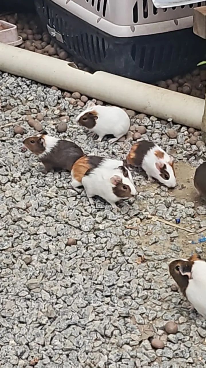 Doação porquinho da Índia 