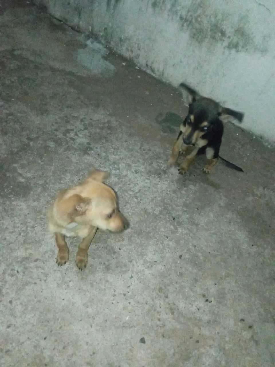 Doacao cachorro macho - Foto 2