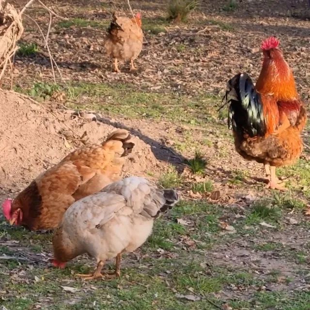 Galinha Caipira Gaúcha - Ovos Verdes e Azuis - Foto 2