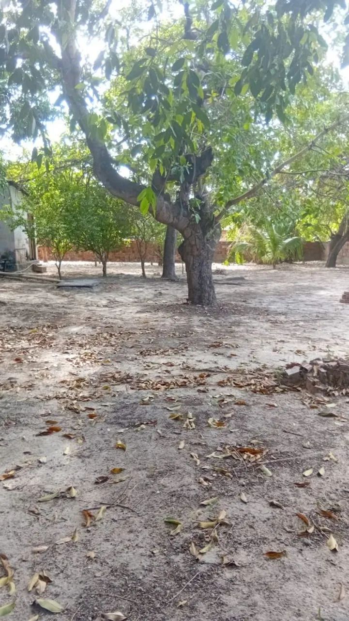 Vendo sítio com casa no horizonte bairro catu - Foto 5