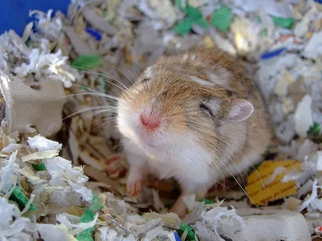 Esquilo da Mongólia (Gerbil) - Foto 4