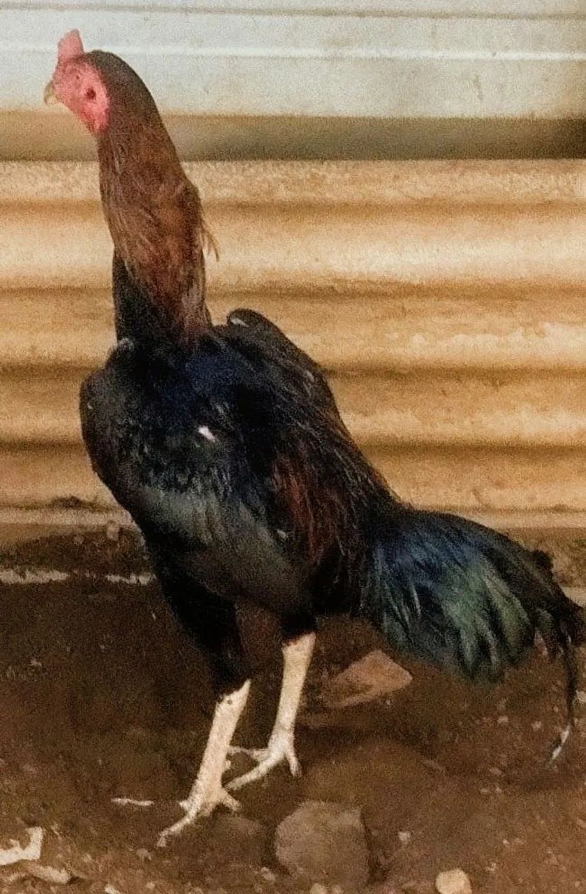 Frango mura - Foto 3