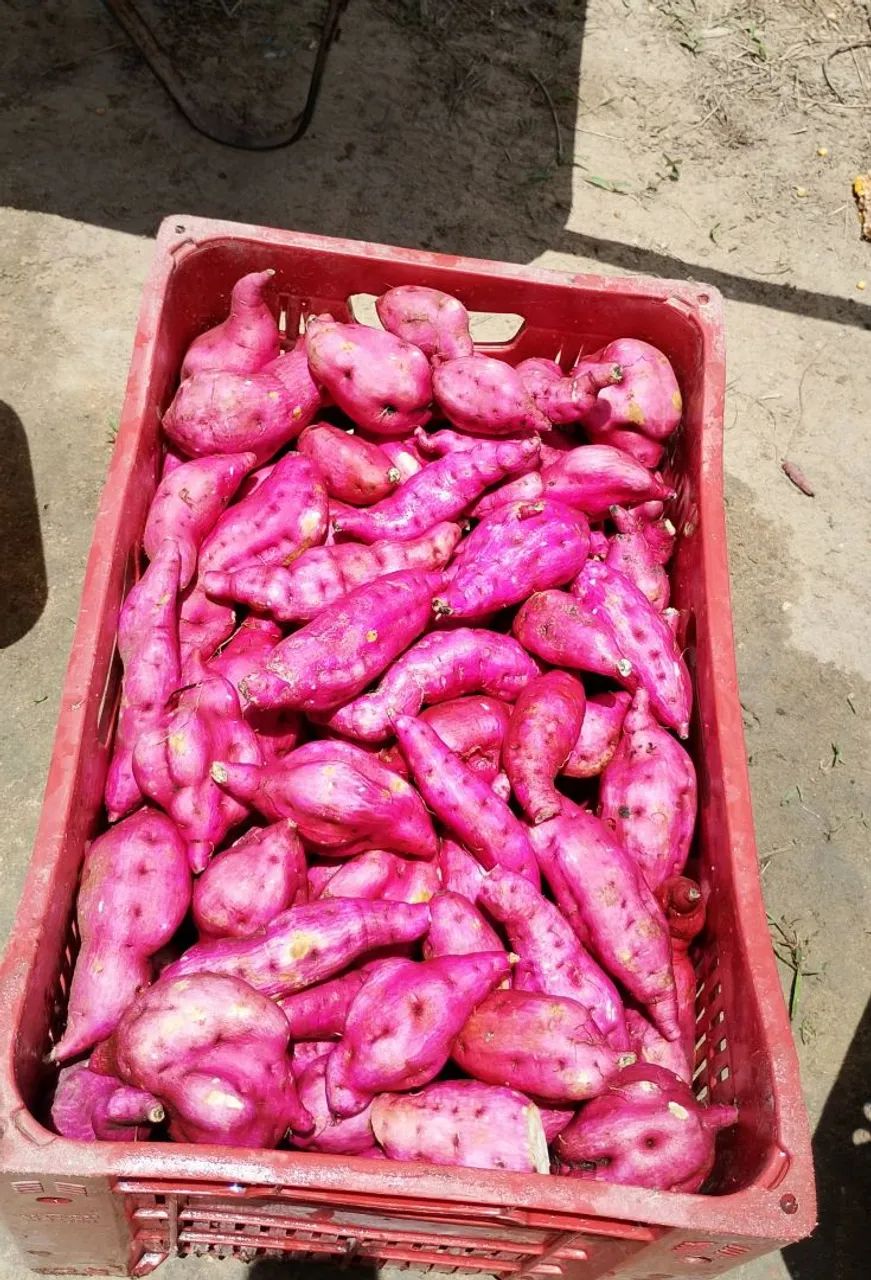 Batata doce Vitória 