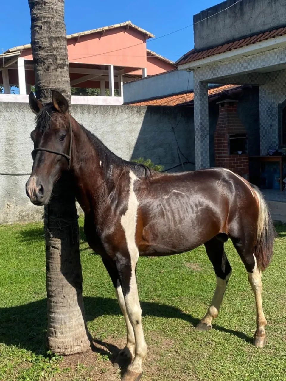 DOAÇÃO DE CAVALO - Foto 3