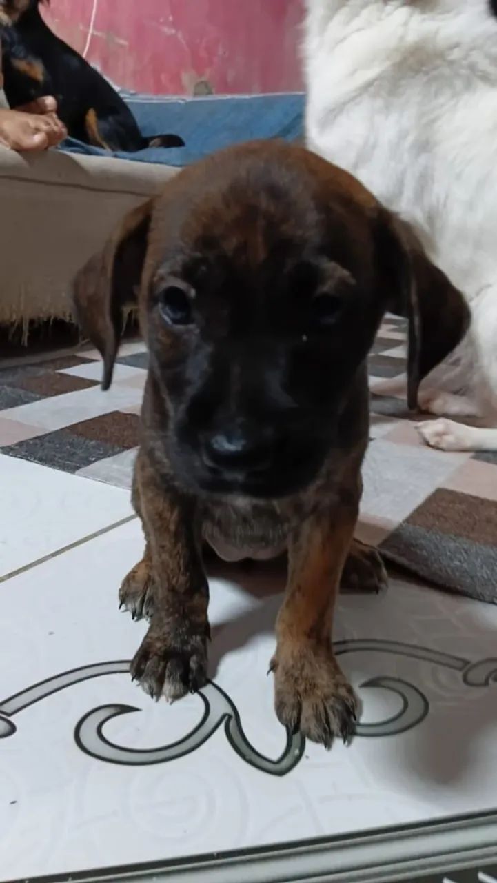 Doação de cachorro - Foto 2