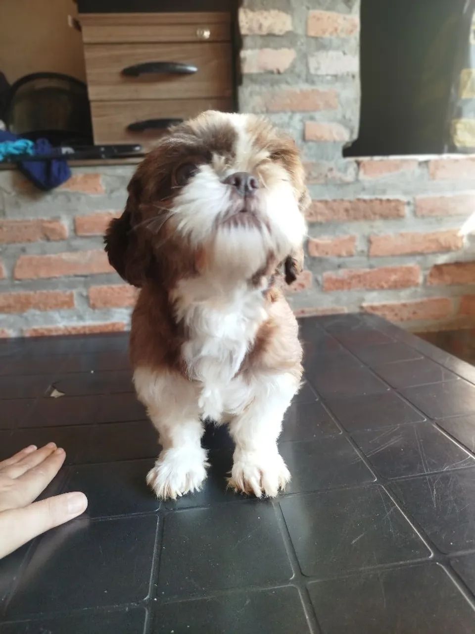 Shitzu micro fêmea com 2 anos  - Foto 3