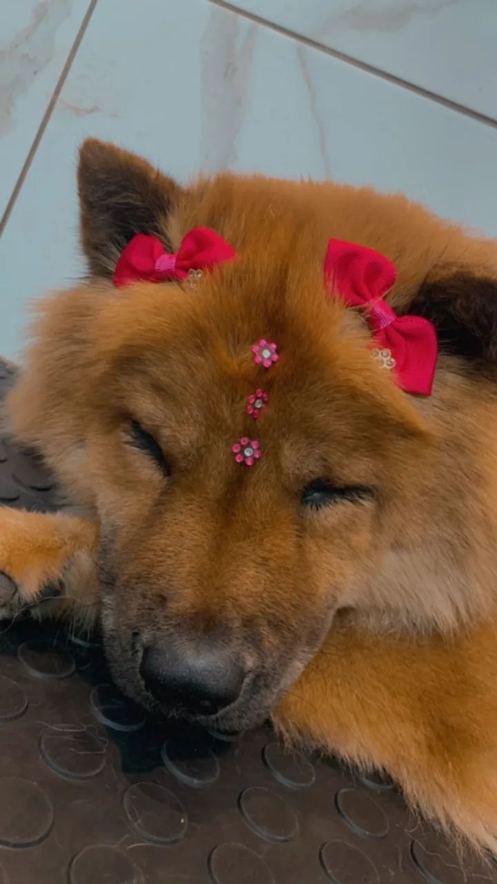 Doa se cachorro Chow Chow 3 anos * - Foto 2