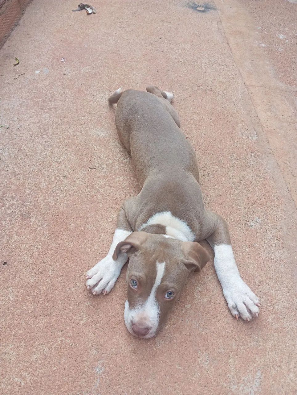 Pitbull APBT  - Foto 4
