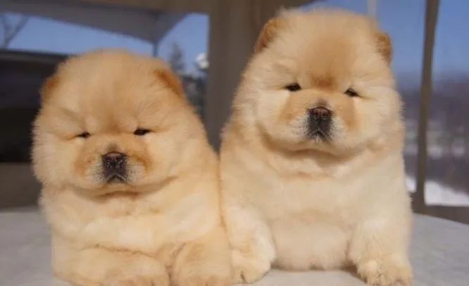 chowchow 60 dias 