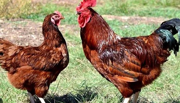 Galinhas e Galos Rhode Island Red - Alta Postura | Campo Grande MS