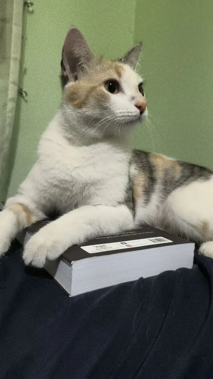Doa se gatinha castrada - Foto 2