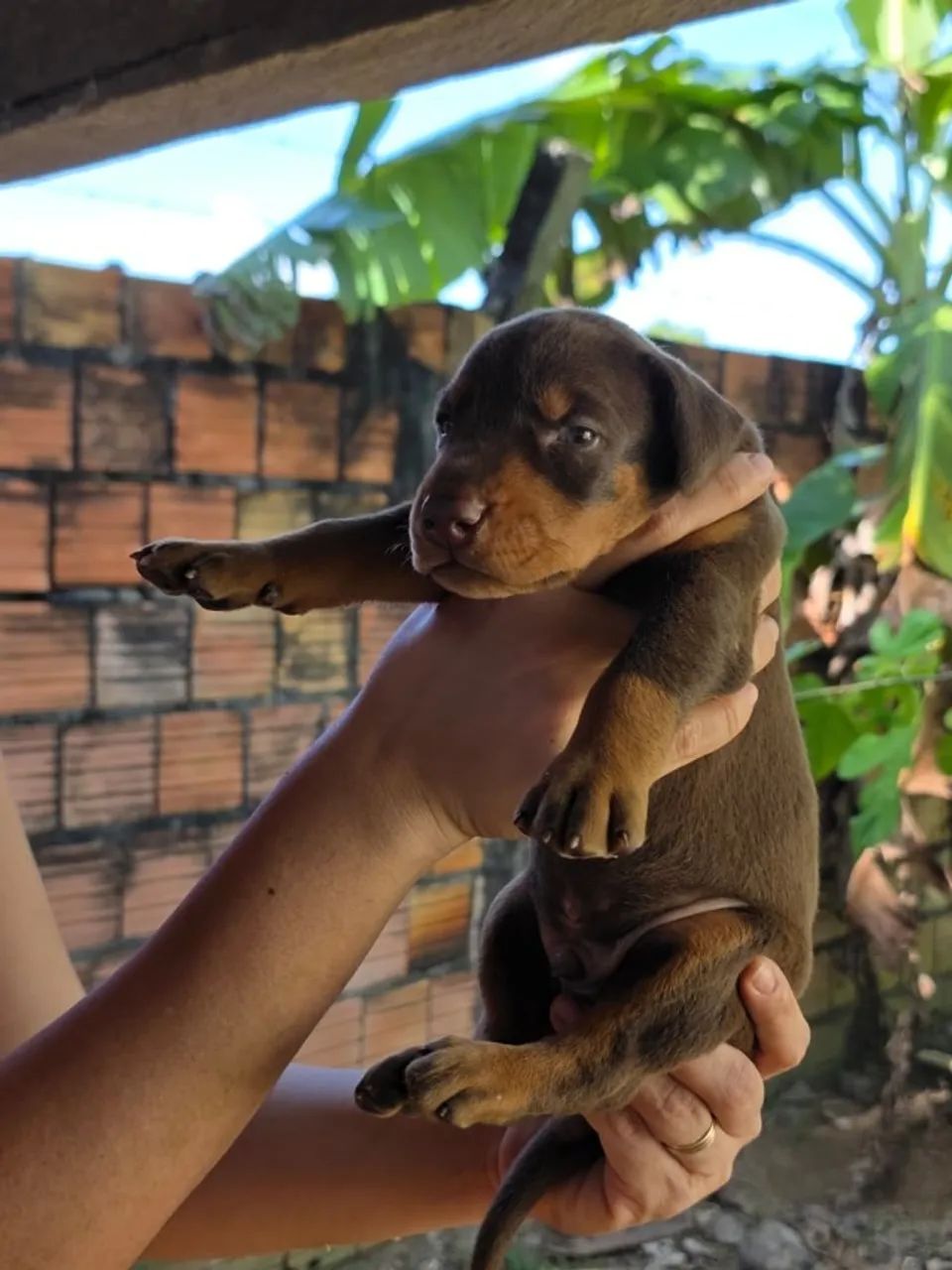 FILHOTES DE DOBERMANN - Foto 4
