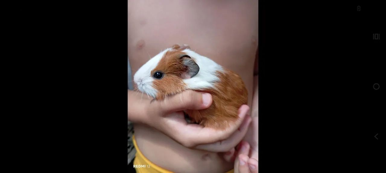 Porquinhos da índia  - Foto 2