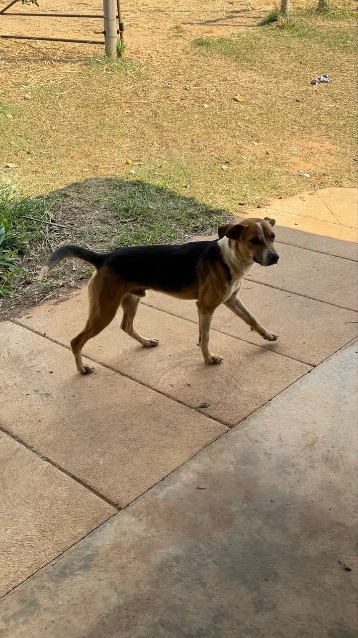 Doação de cachorros
