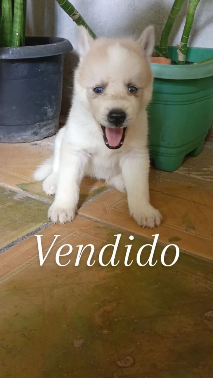 Husky Siberiano puros olhos azuis marinho (3 Fêmias)  - Foto 4