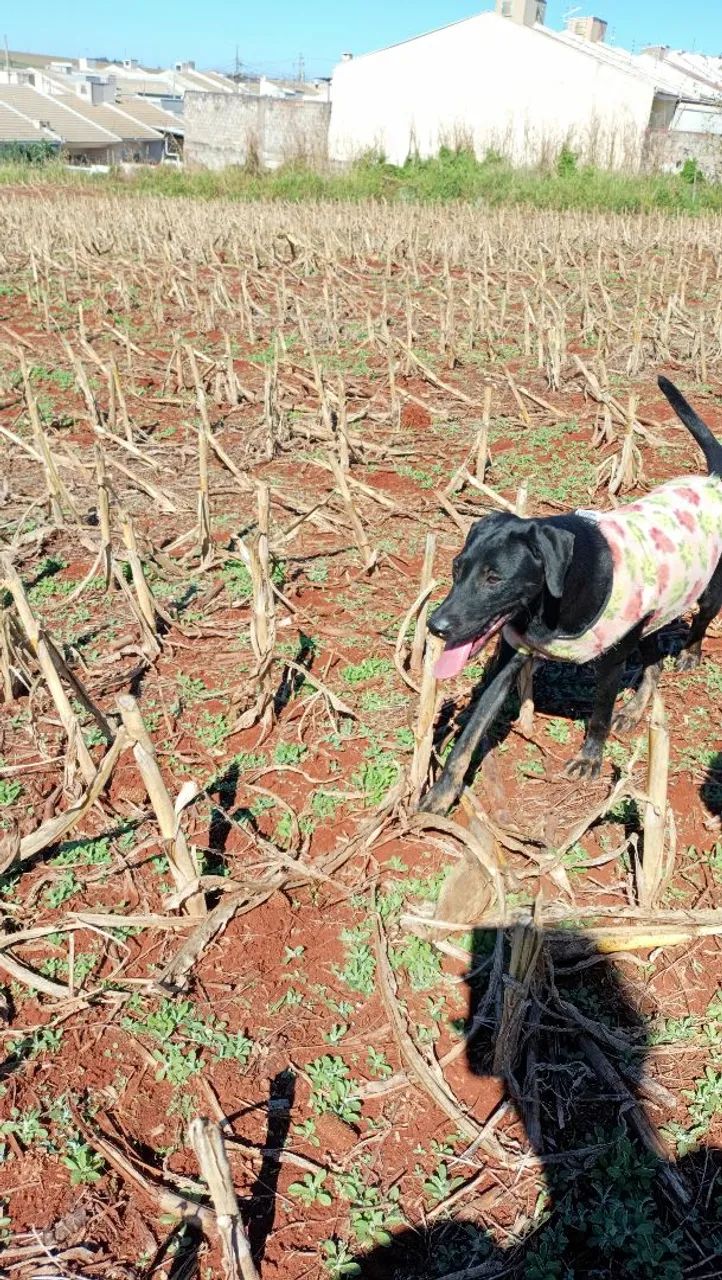 Labradora  - Foto 2