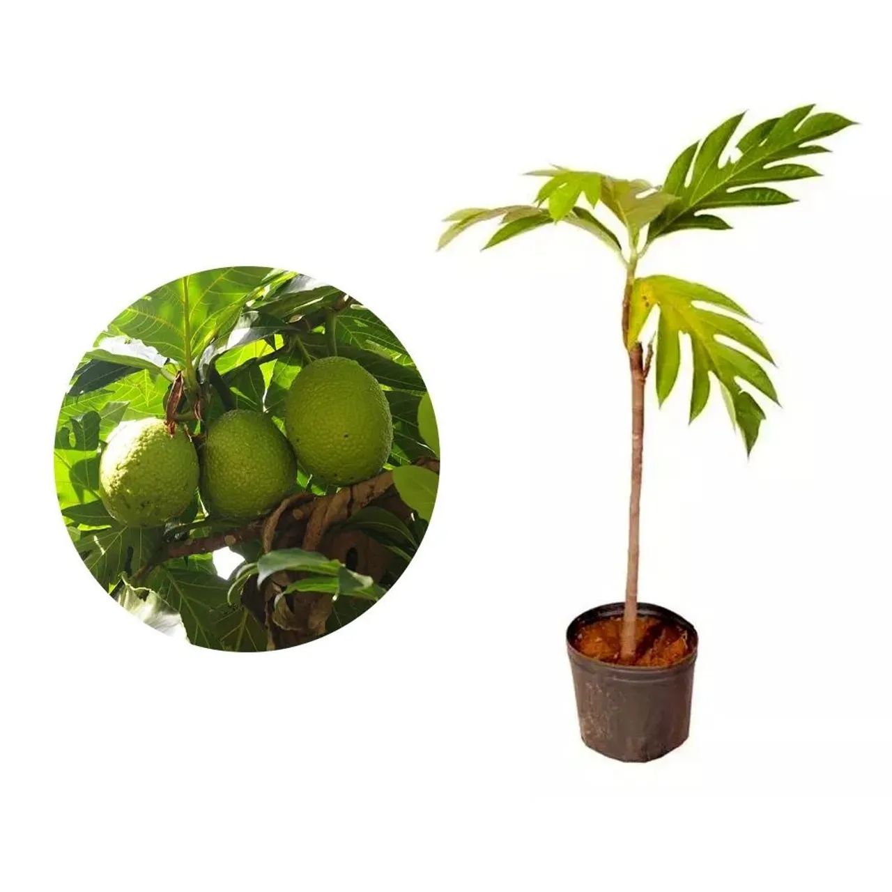 Mudas Frutíferas: Fruta Pão