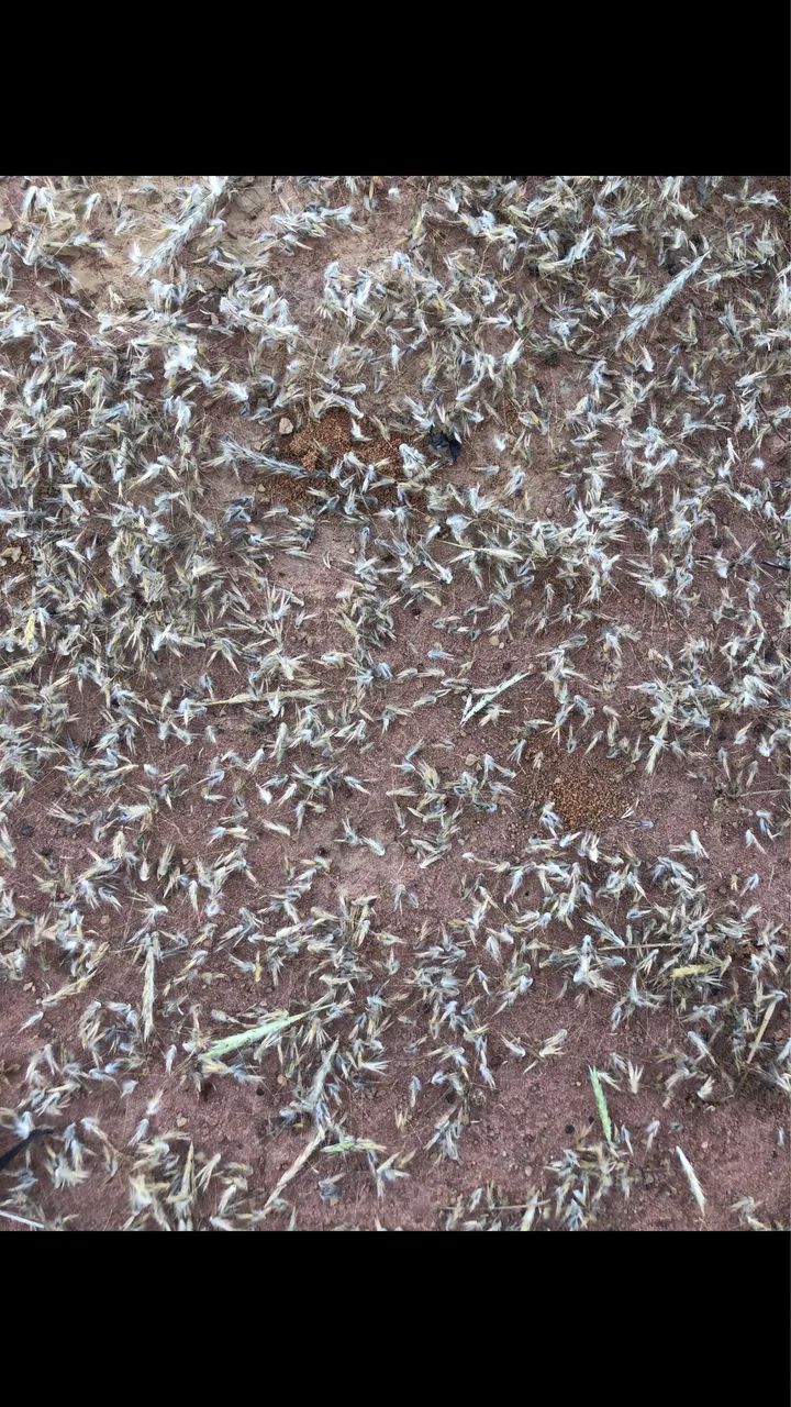 Sementes para pasto - Foto 3