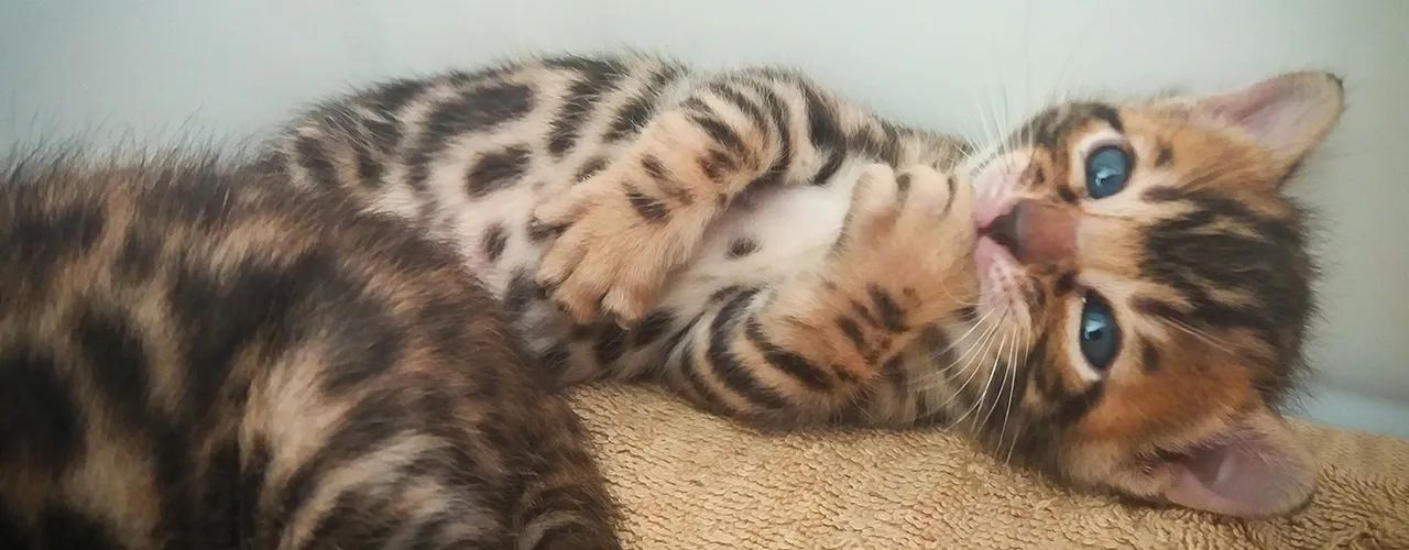 Bengal 