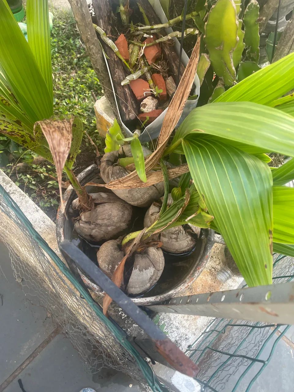 Muda de coco